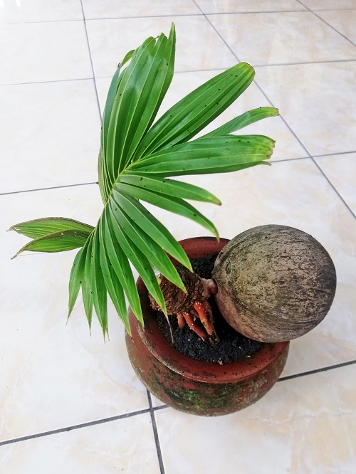 Gorgeous image of coconut bonsai foliage 