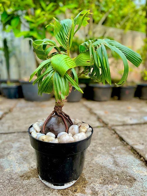 Images of Coconut Bonsai Trees 1