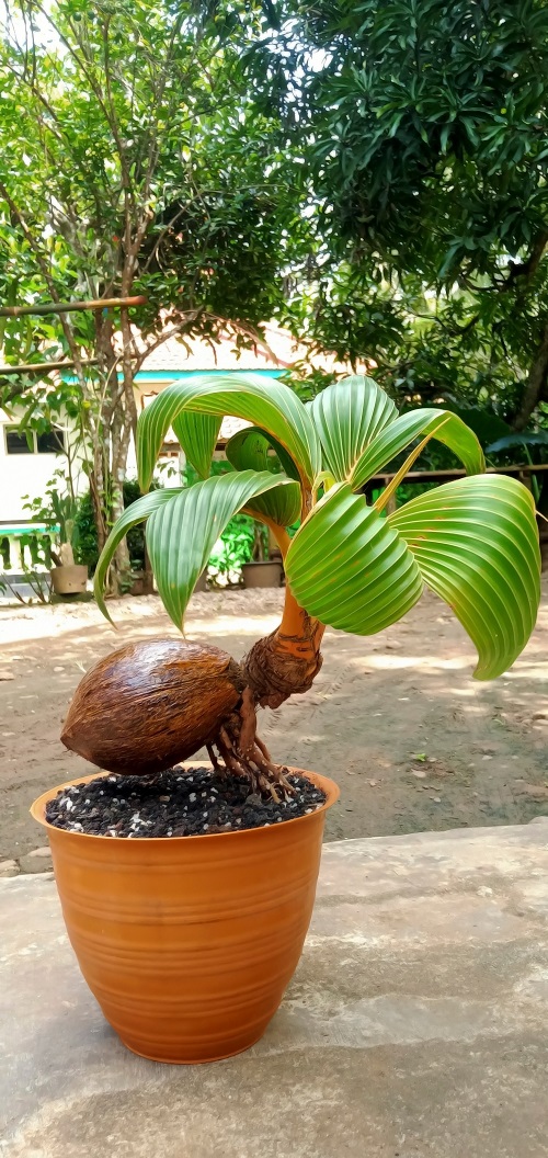 Picture of an Outdoor Coconut Bonsai Tree