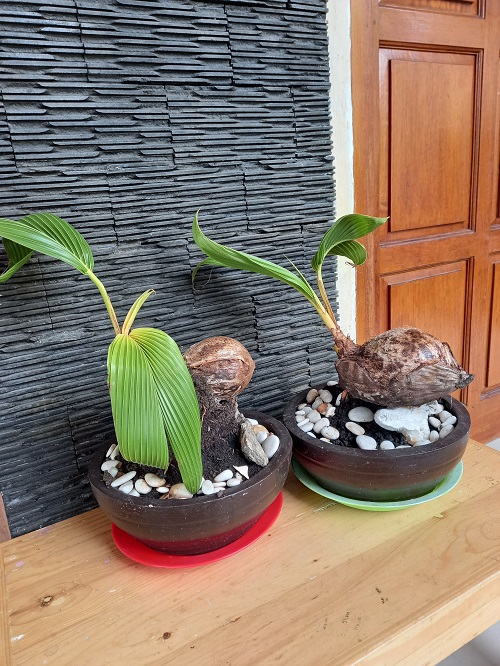 Picture of Coconut Bonsai Tree