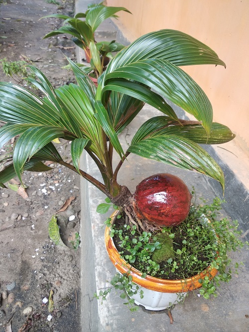 Photographs of Coconut Bonsai Trees 1