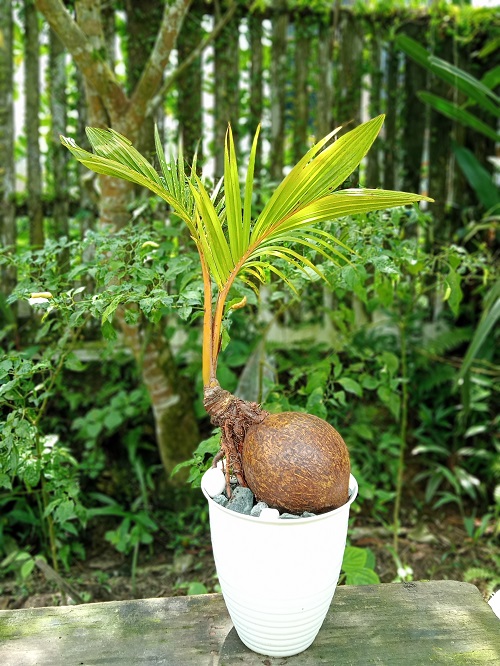 Picture of Bonsai Coconut Tree with Golden-Green Leaves