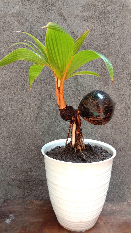 A Small Coconut Bonsai Picture