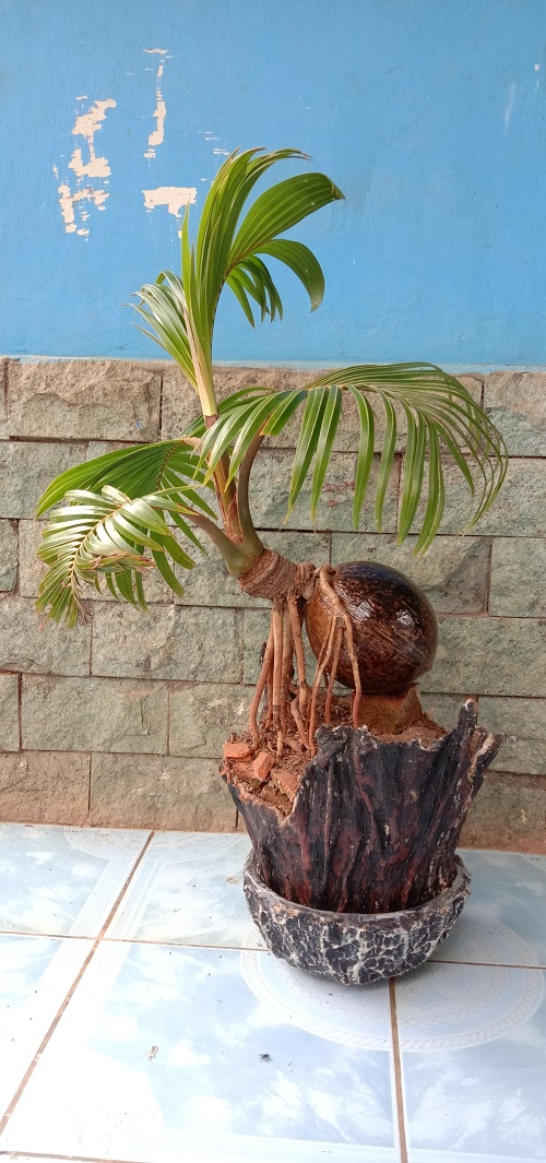 Coconut Bonsai in Bark Planter Image