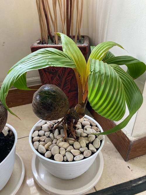 Coconut Bonsai in Pebbles Picture