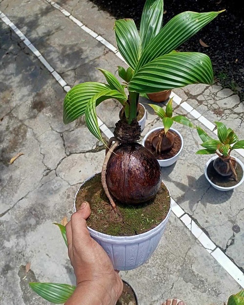 Coconut Bonsai Tree Pictures in White pot