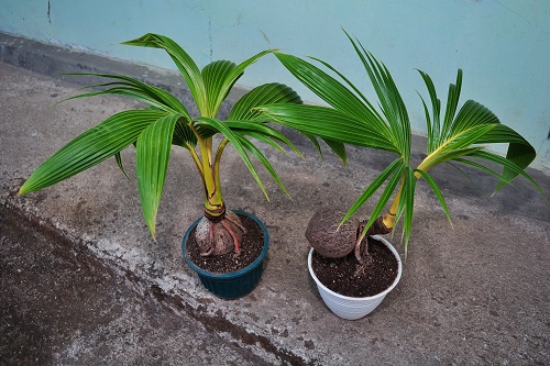 Best Coconut Bonsai Tree Pictures 5