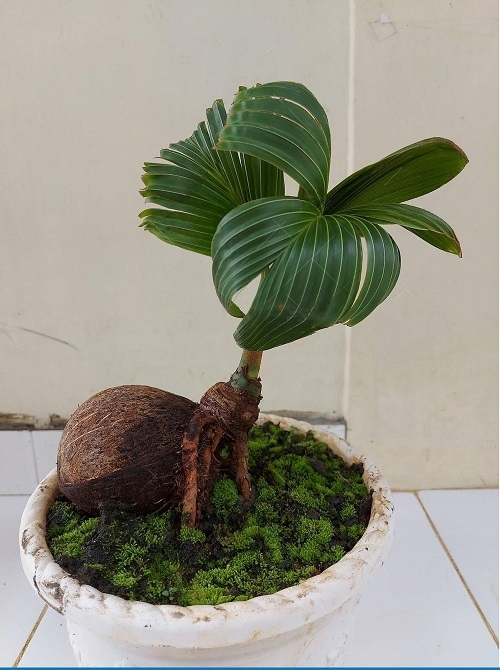 Coconut Bonsai Tree With Moss Pictures 6