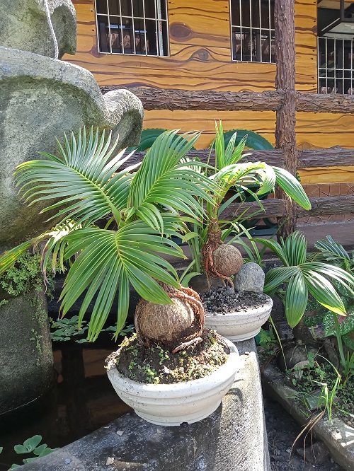 Beautiful Picture of Coconut Bonsai Trees in the Sun