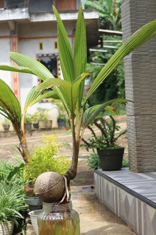 Picture of Coconut Bonsai Trees in Water 