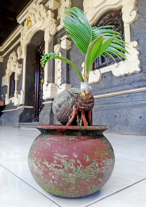 Images of Coconut Bonsai Trees 2