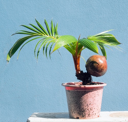 Image of a Bonsai Coconut Tree with its foliage spreading