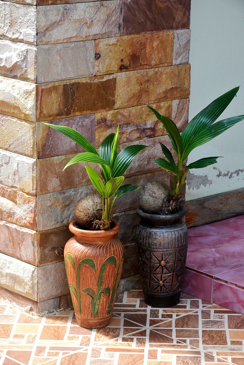 Two Massive Coconut Bonsai image 