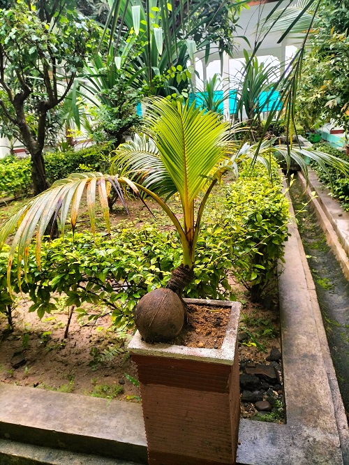 Picture of Bonsai Coconut Tree with Golden-Green Leaves