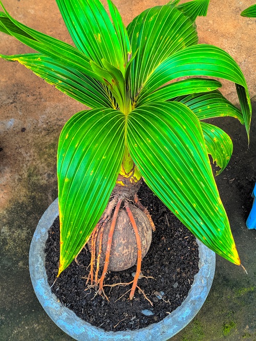 Picture of Vibrant Green Leaves of Coconut Bonsai