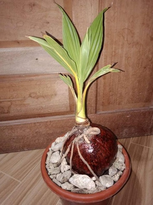 A Small Coconut Bonsai Picture 