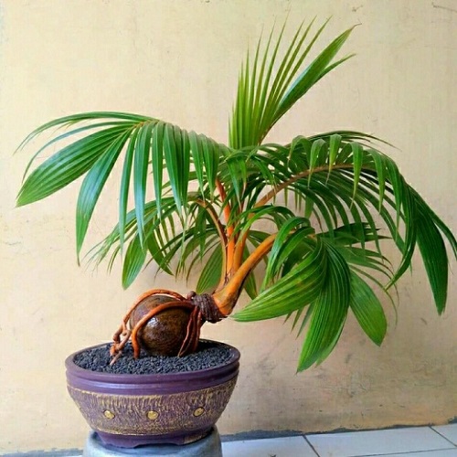 Coconut Bonsai Tree Pictures leggy 