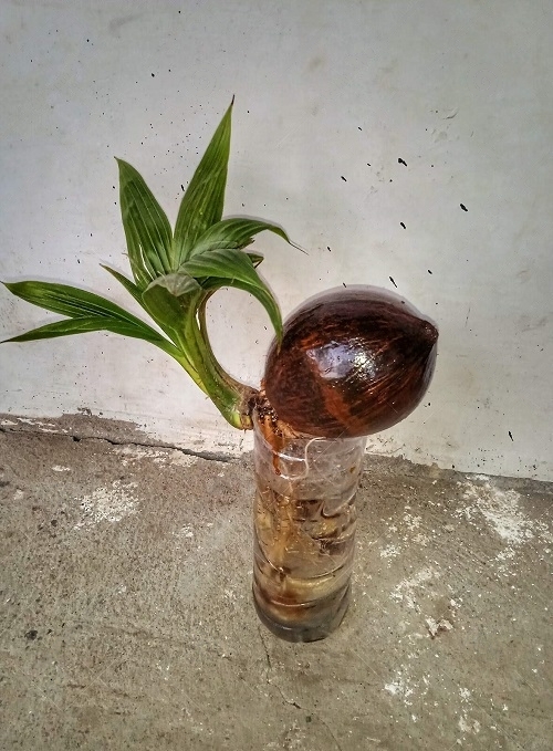 Picture of Coconut Bonsai in a Glass Vase