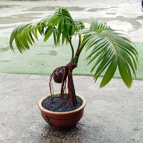 Photographs of Coconut Bonsai Trees 3