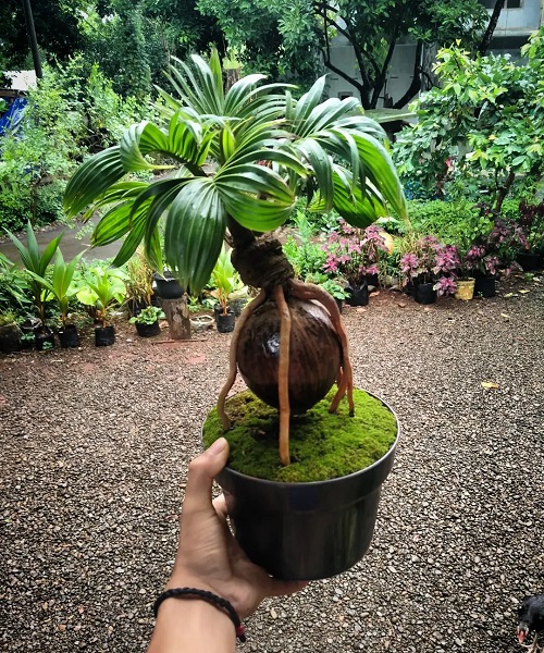 Coconut Bonsai Tree With Moss Pictures 3