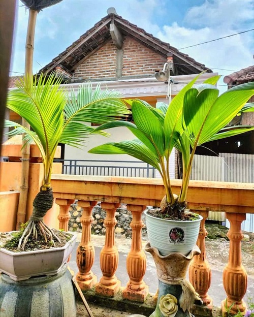 Picture of a Coconut Bonsai Tree pair