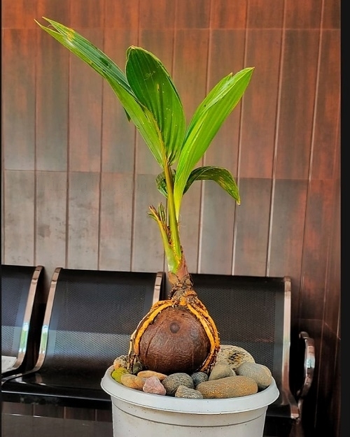 Best Coconut Bonsai Tree Pictures 5