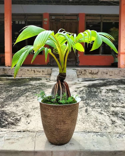 Picture of a Tall Planter with a Coconut Bonsai