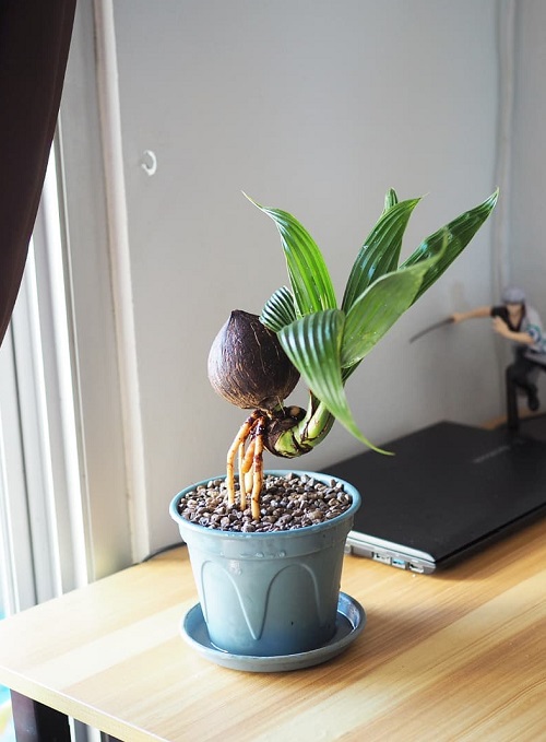 Picture Of home Tabletop Coconut Bonsai Tree 