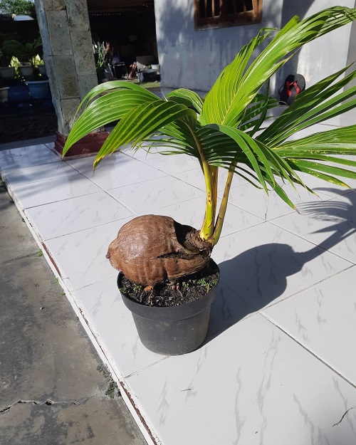 Coconut Bonsai showing a sizable image of a coconut