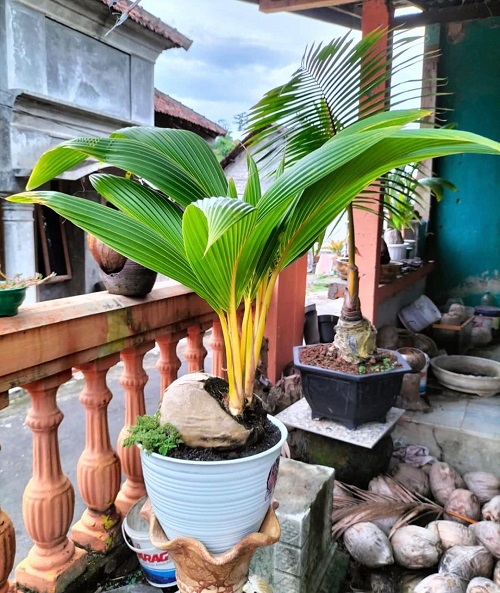 Photographs of Coconut Bonsai Trees 4