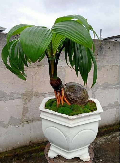 Coconut Bonsai Tree With Moss Pictures