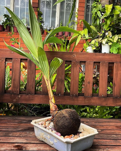 Images of Coconut Bonsai Trees 3