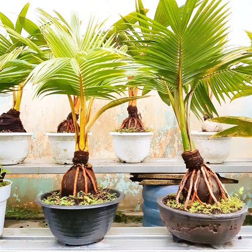 Best Coconut Bonsai Tree Pictures 5