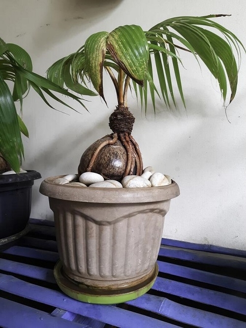 Best Coconut Bonsai Tree Pictures