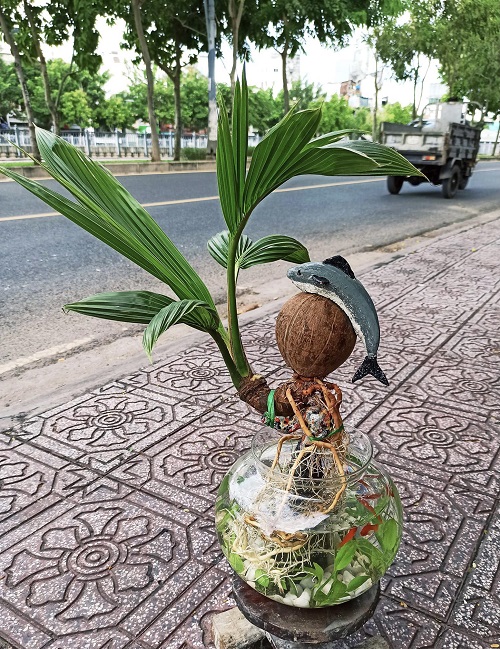 Coconut Bonsai Tree Aquarium Planter Near road side 