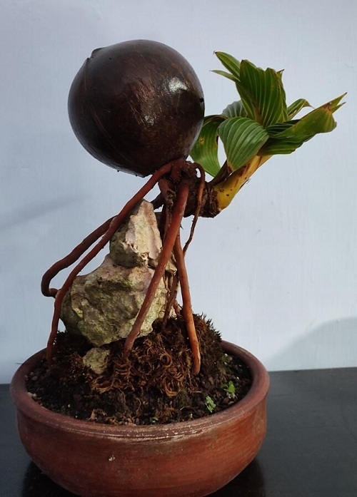 Photographs of Coconut Bonsai Trees