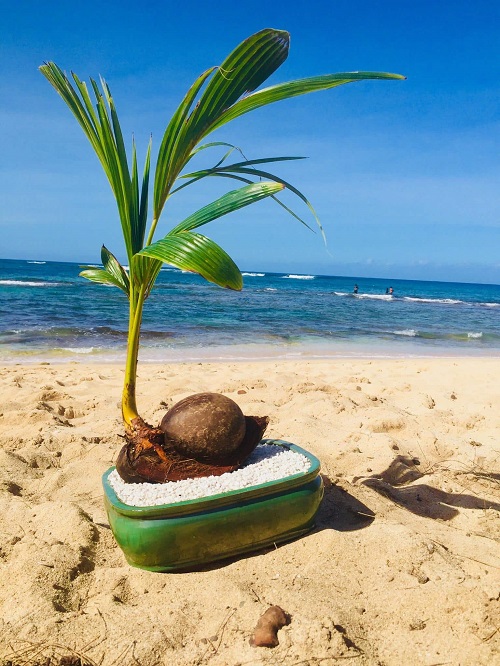 Coconut Bonsai Picture in beach