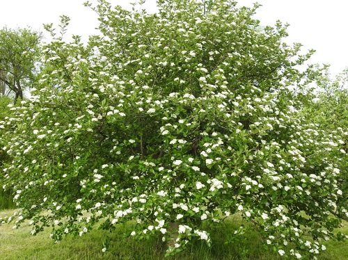 Black Chokeberry plant in garden