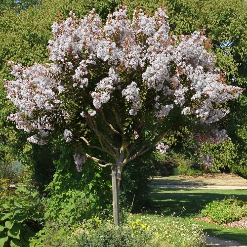 Pure White Crape Myrtle in back yard