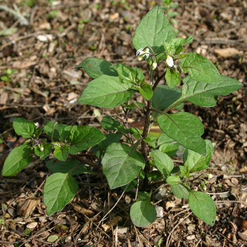 Black Nightshade Plants 1