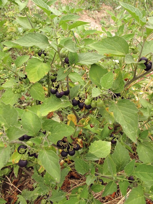 Weeds that Look like Tomato Plants 