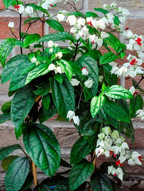 Best Clerodendrum Varieties 2