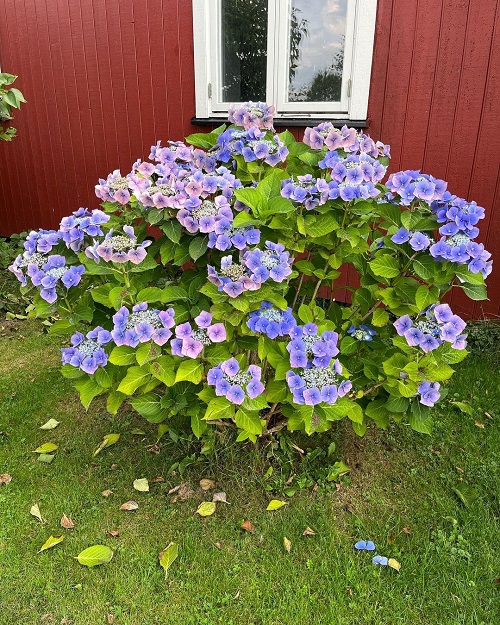 Blue Deckle  Hydrangeas 