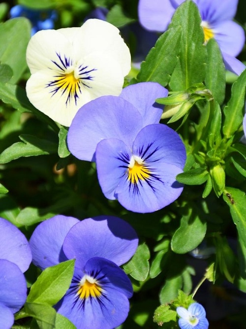 Blue and White Flowers 4