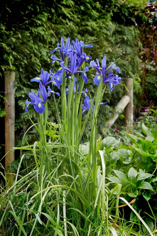 Plants That Remind Me of Cattail Plants 