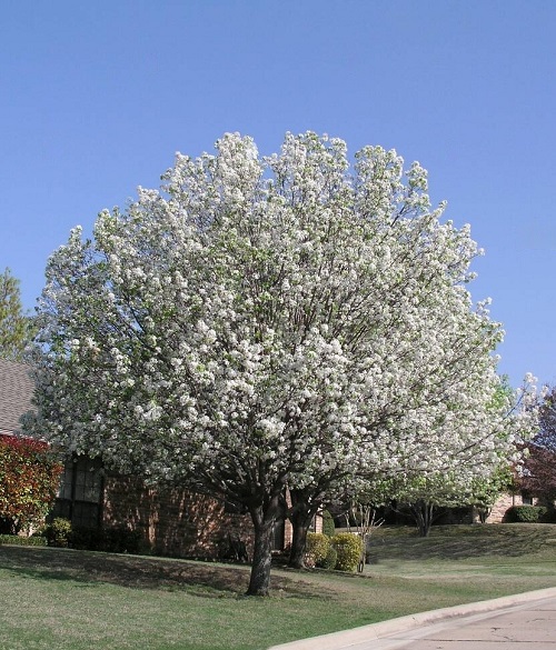 Bradford Flowering Pear Tree in front garden