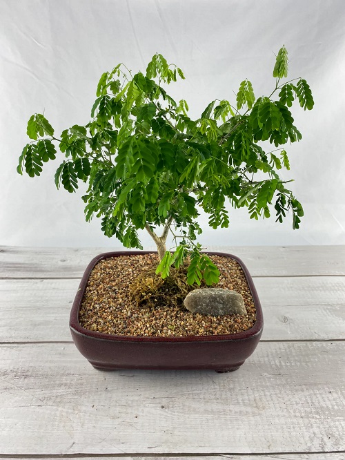 Best Brazilian Rain Tree Bonsai Pictures 24