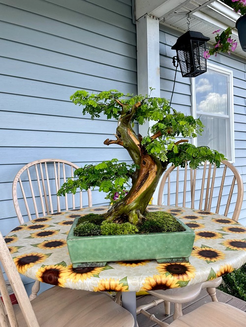 Best Brazilian Rain Tree Bonsai Pictures 10