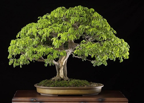 Best Brazilian Rain Tree Bonsai Pictures 17