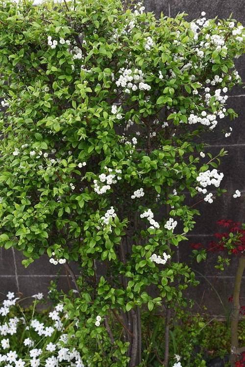 Bridal Wreath Spirea near wall